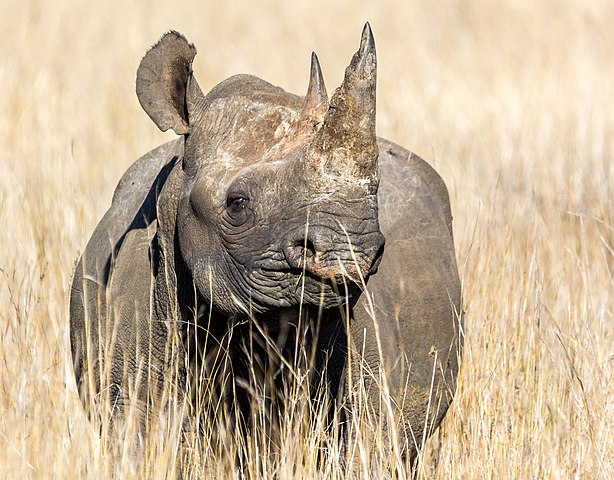 black rhino