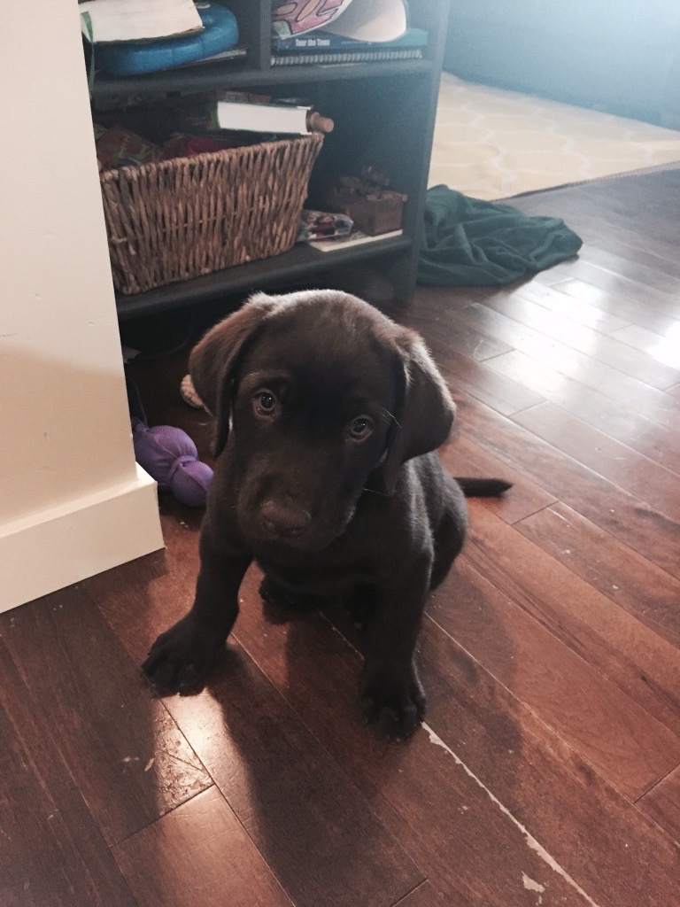 dog