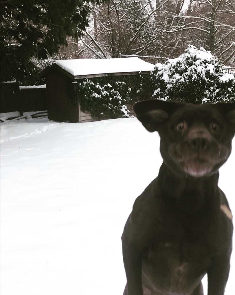 dog