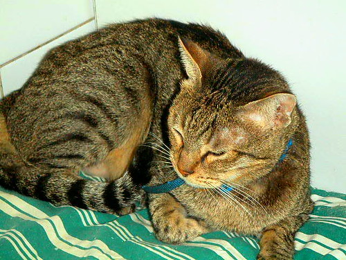 striped cat