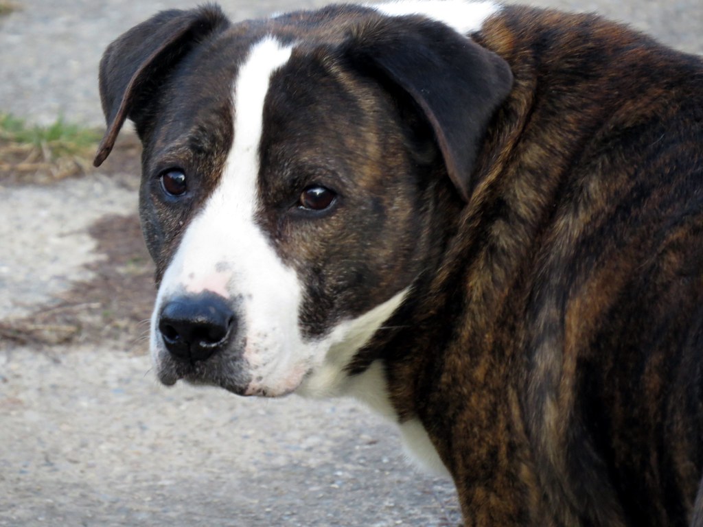 brown dog