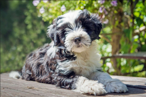 Tibetan Terrier