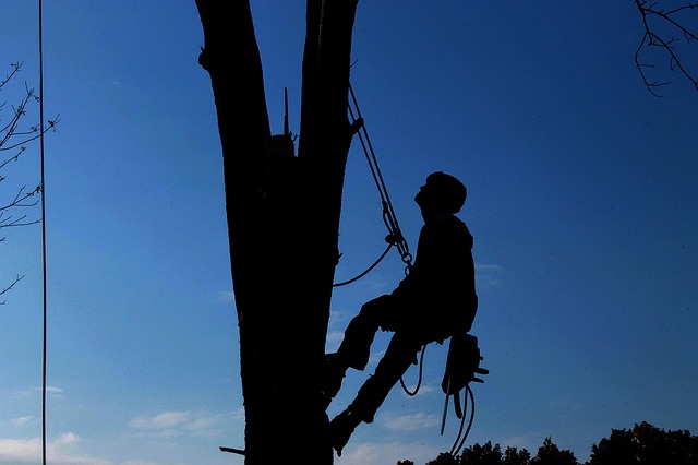 Man climbing tree