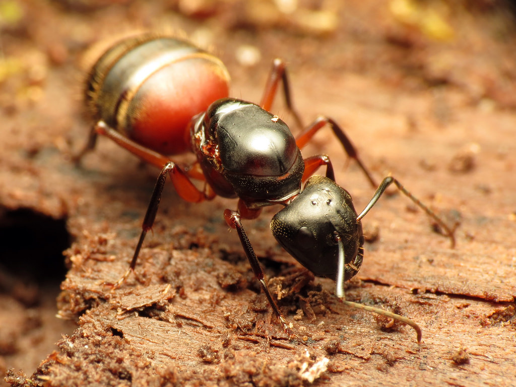 CarpenterQueen