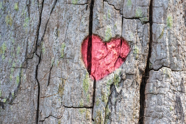 a pink heart carved on a tree