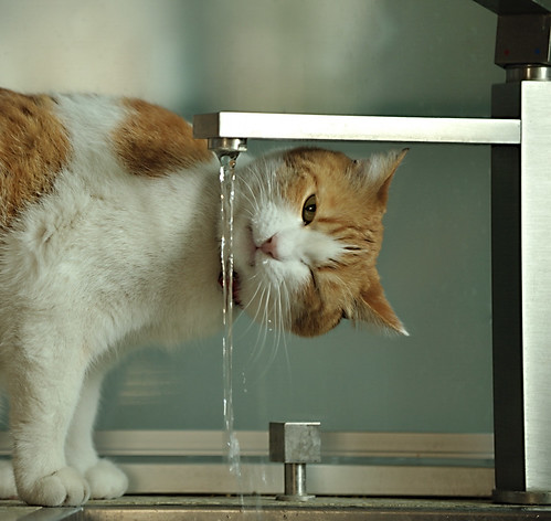 cat and water