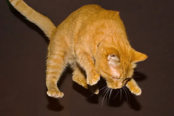 midair