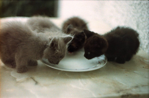 Kittens drinking milk