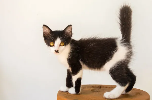 Kitten
