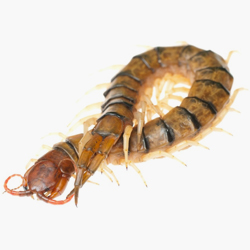 large centipede