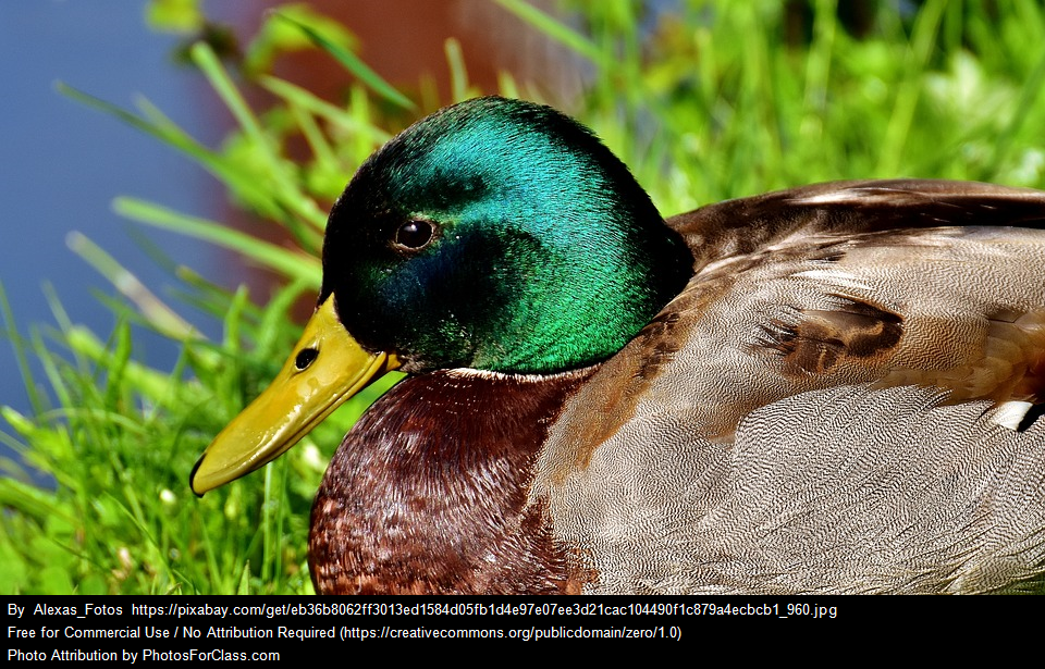 Cool Duck