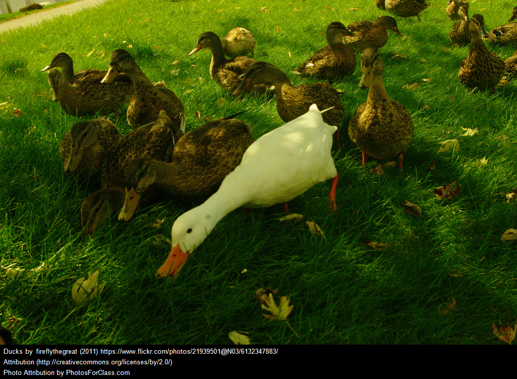 Another Pretty Cool Duck