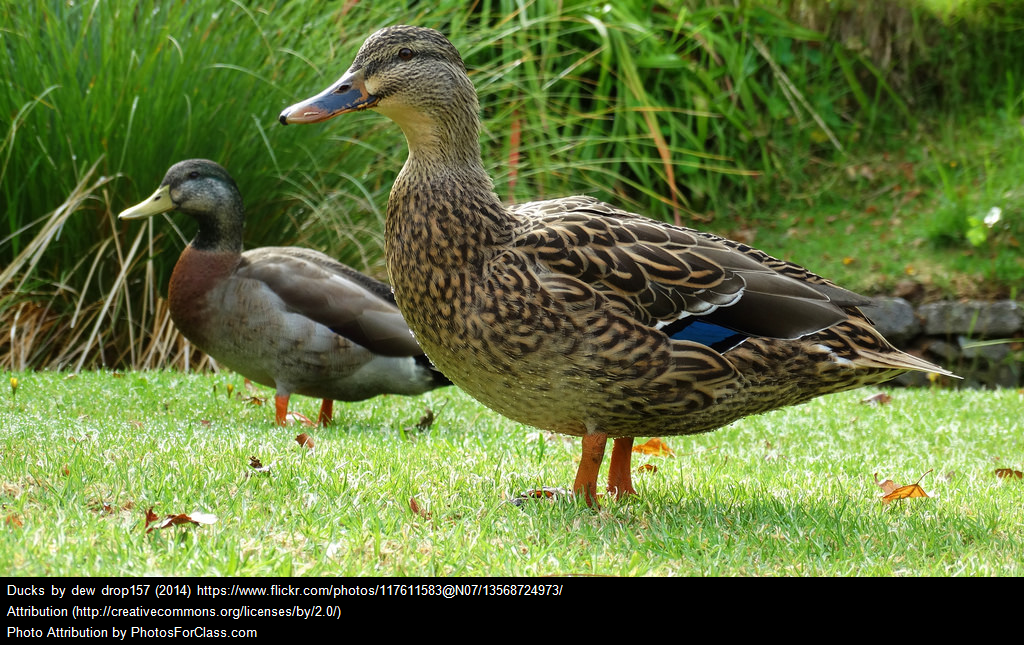 The last of the cool ducks