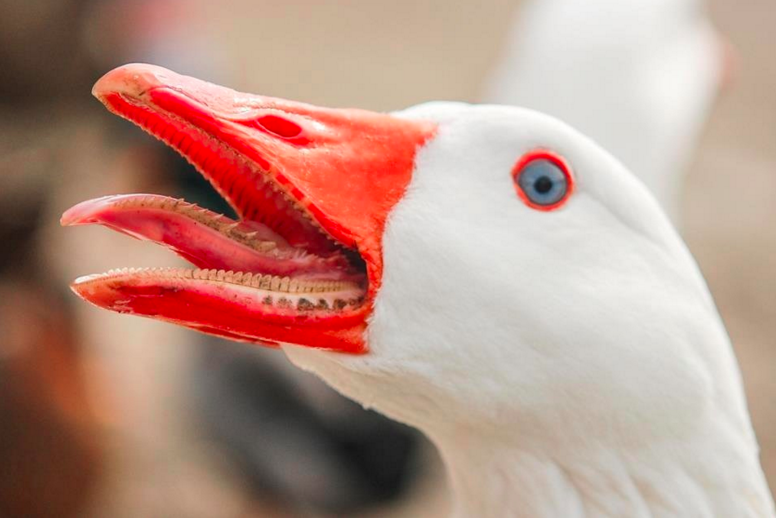 GOOSE