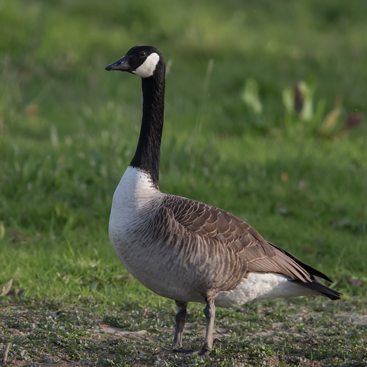 GOOSE