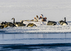 goose hunters