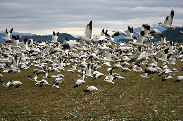 gooseflock