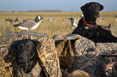dogs hunting
