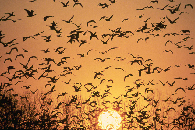 goose flock