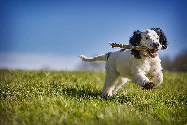 Picture of a dog