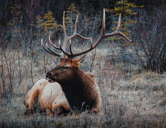 elk