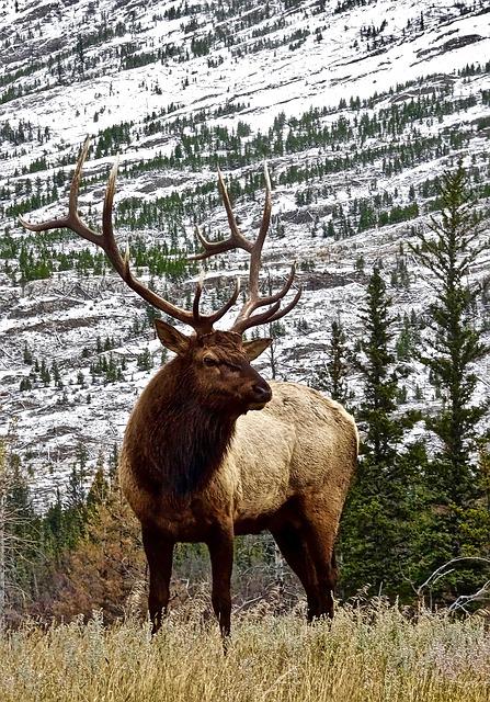 Elk stag