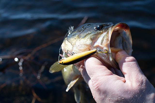 largemouth bass