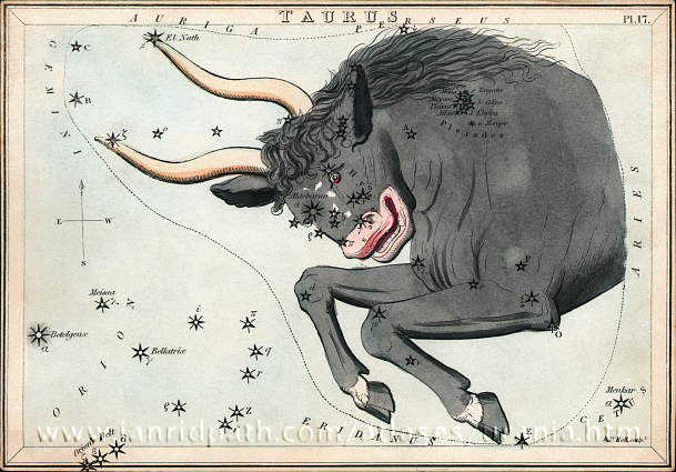 An drawing of Taurus