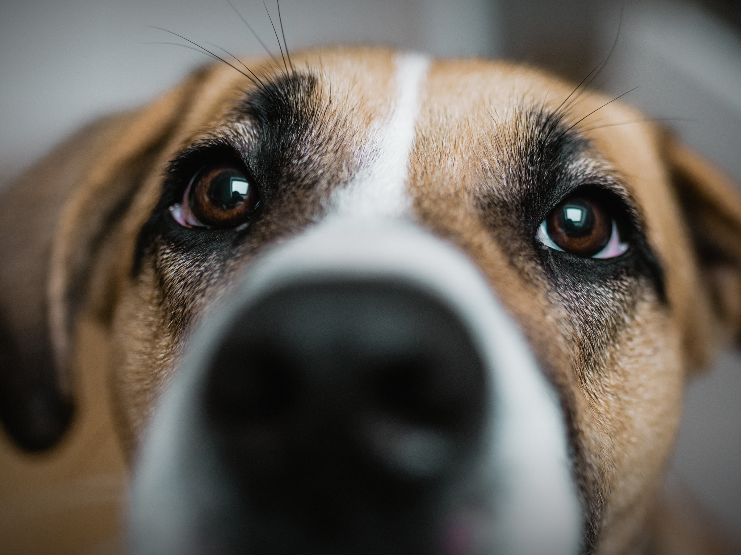 Dog face