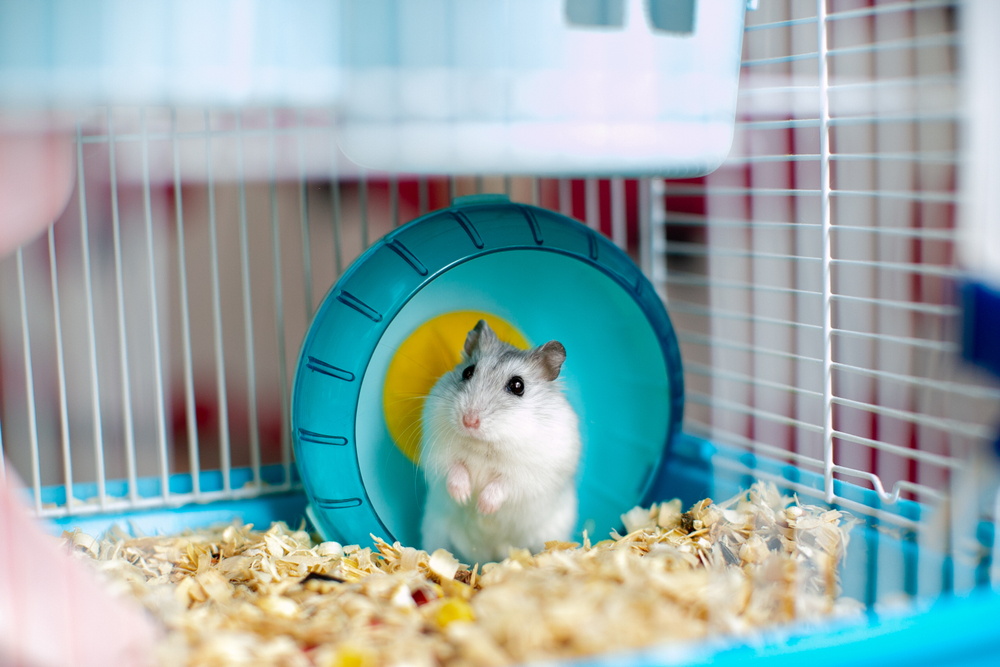 hamster