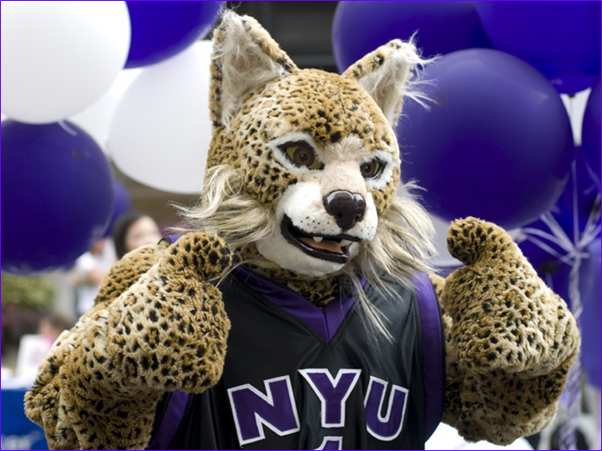 bobcat