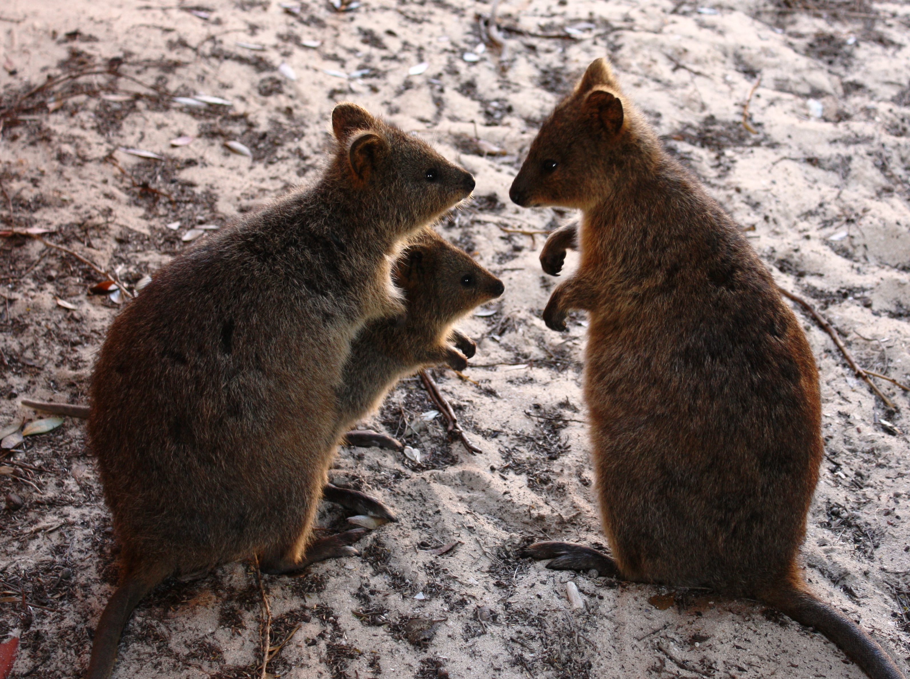 Family of Quokkas