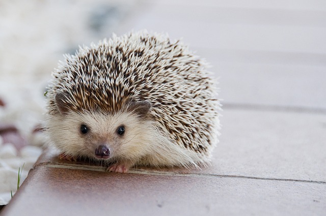 hedgehog pic