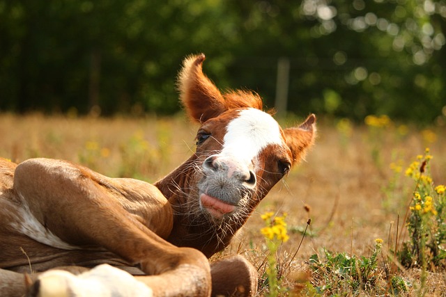 horse pic