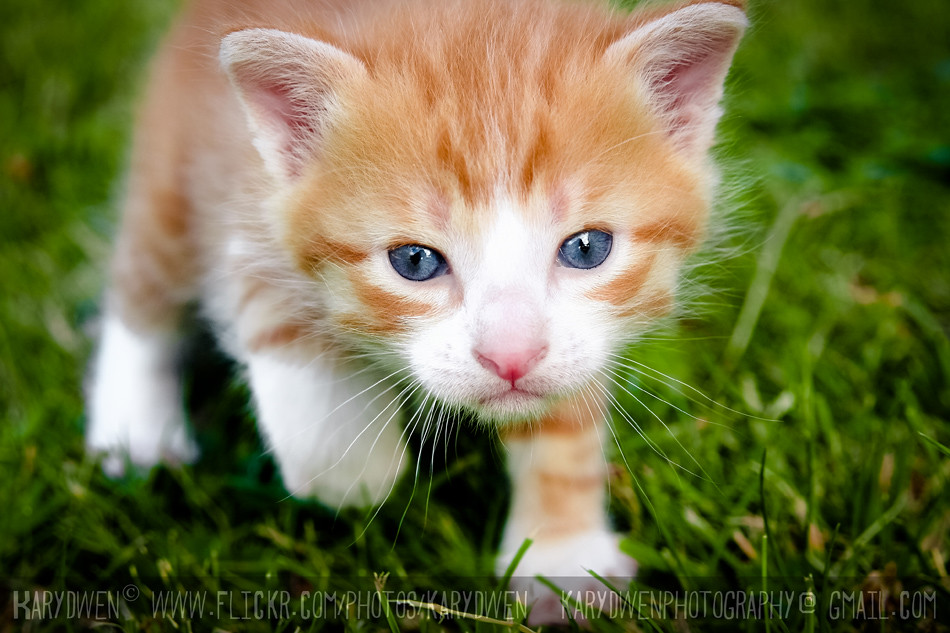kitty pic