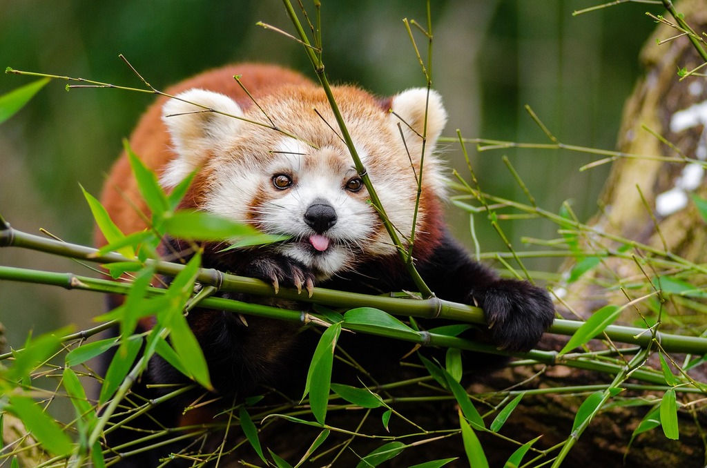 panda pic