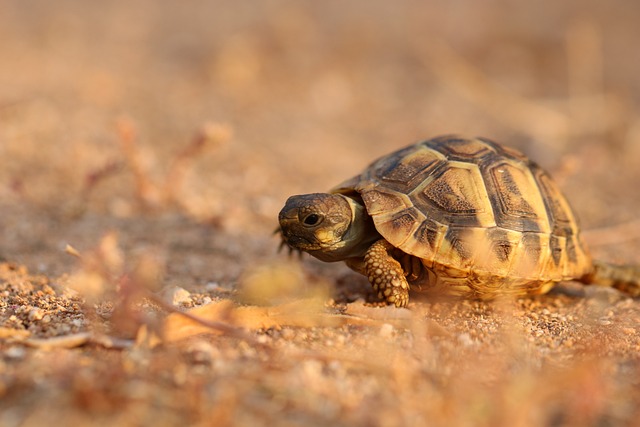 turtle pic