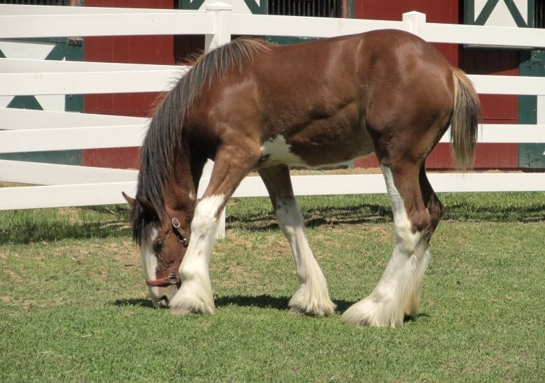 Clydesdale Horse
