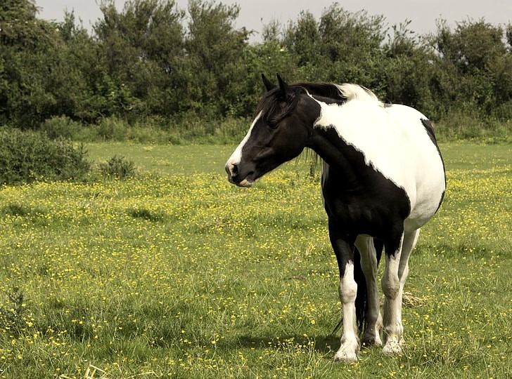 American Paint Horse