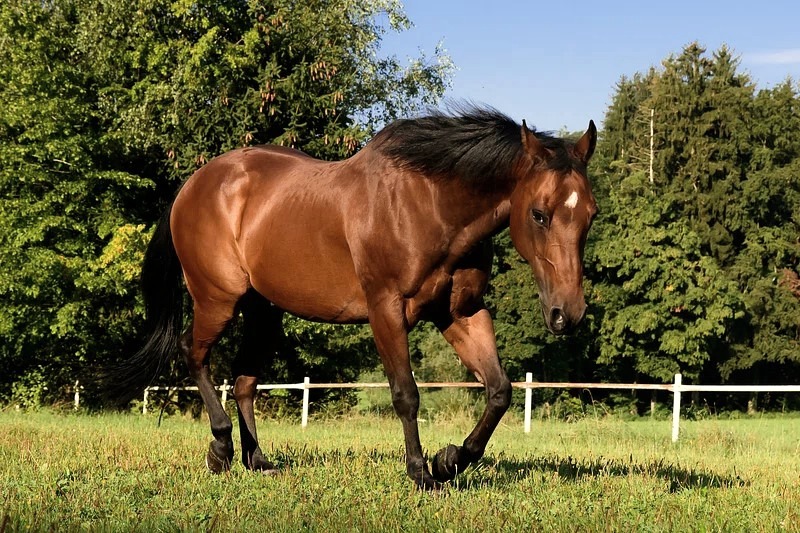 American Quarter Horse