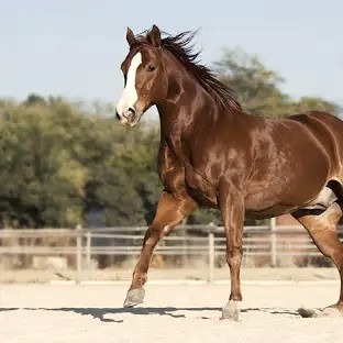 Arabian Horse