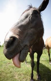 Horse Face