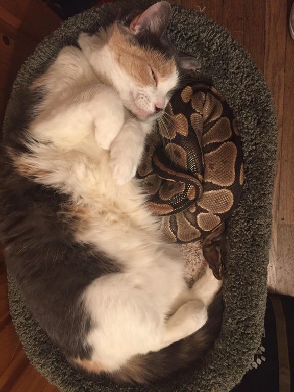 Cat and Snake