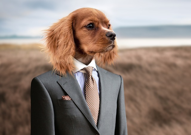 Dog in a Tuxedo
