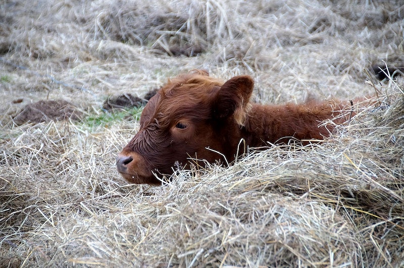 calf in straw