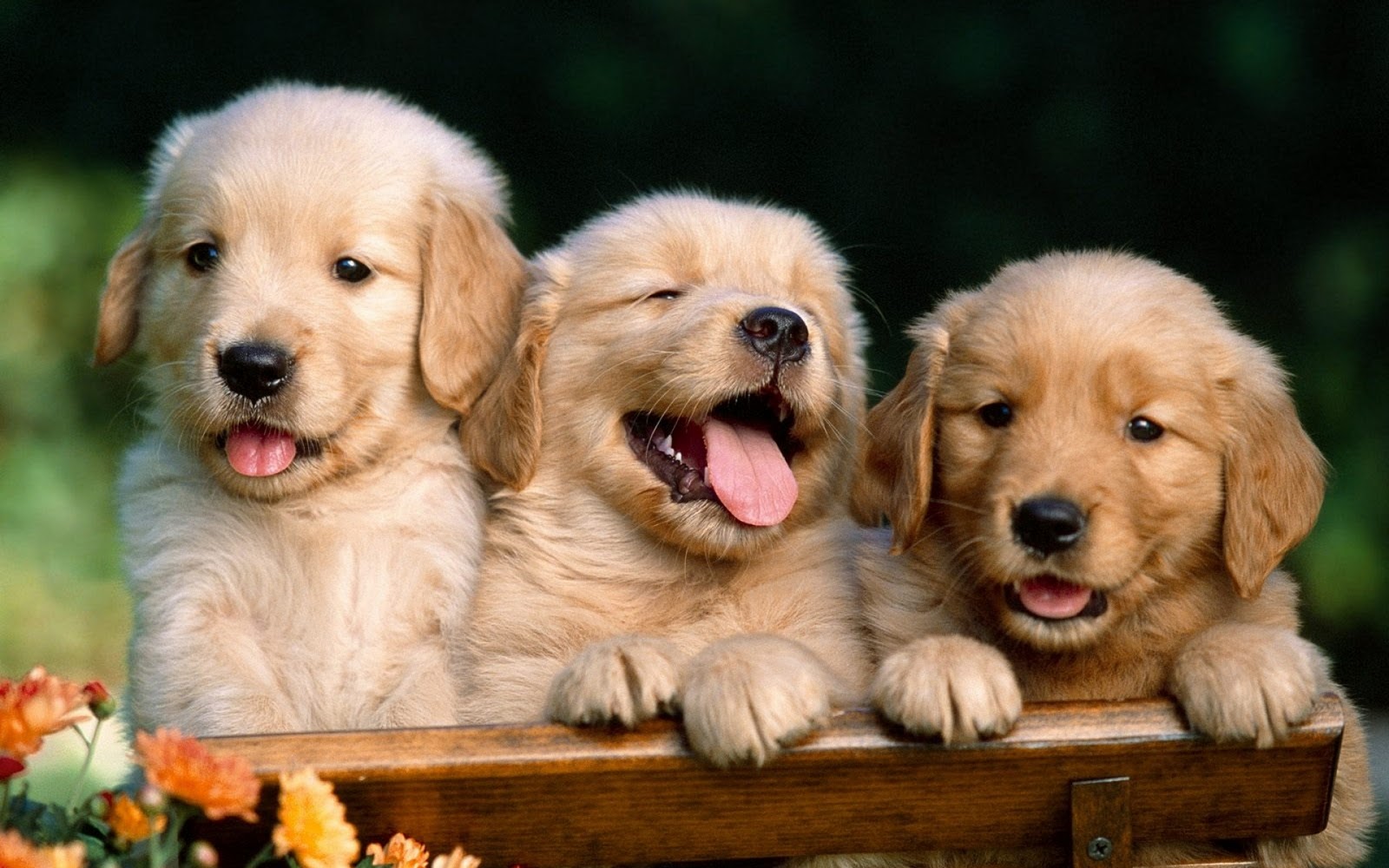 3 cute pups