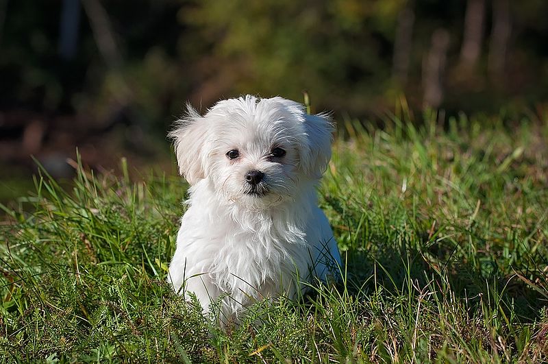 white small dog
