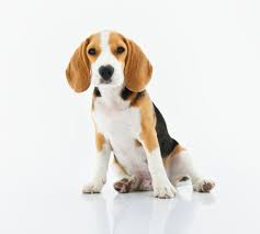 multi colored cute dog