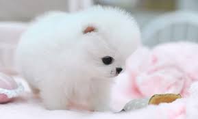 cute little baby Pomeranian