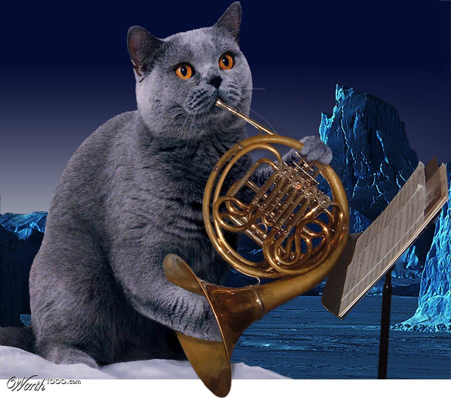 cat